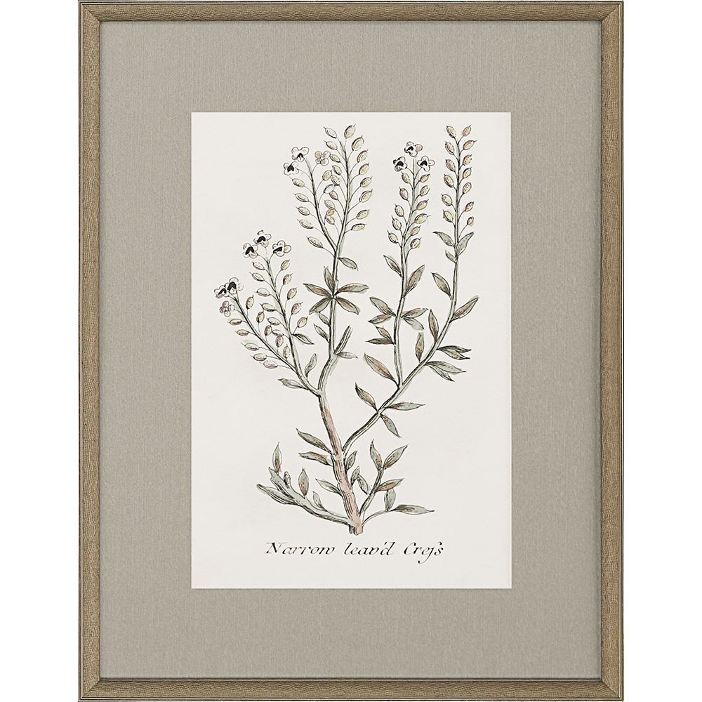 BOTANICAL ART 【import品】 Amazon.com: Laminated Exotic Flowers of the Garden Victorian
