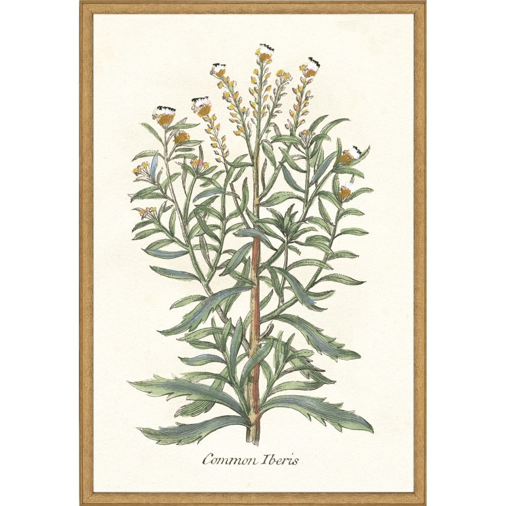 Botanical Plants I S/2 - Paragon Wall Decor