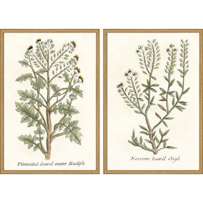 Amazon.com: Botanical Garden Print Set No.11 - Botanical